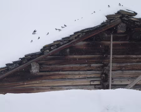 PXL013 et sur les toits