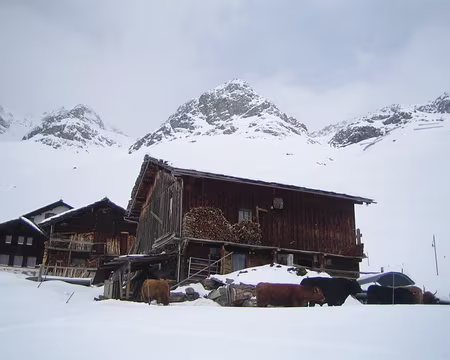 PXL086 et ses vaches poilues