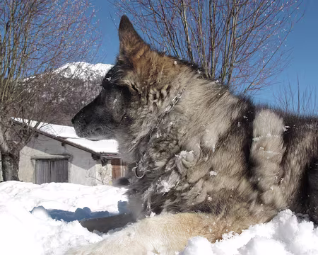 PXL001z2479 le chien de la gasthaus