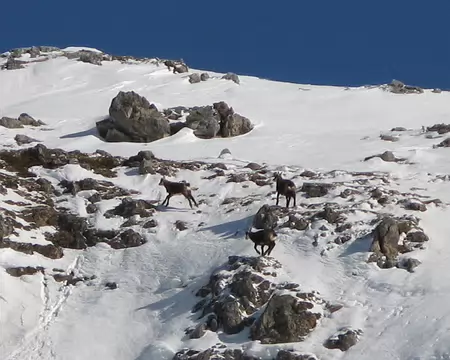 PXL010 salut les chamois !
