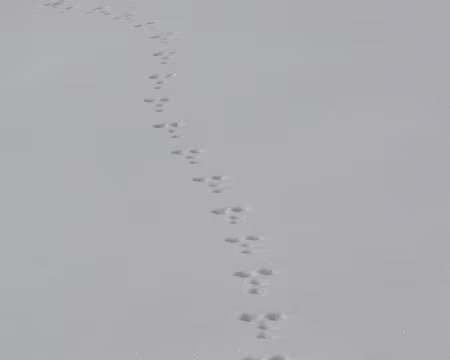 PXL054 d'autres traces