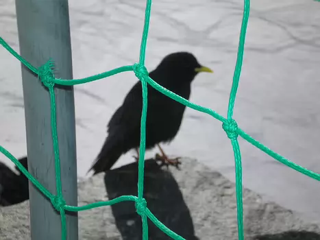 2011-04 Oberland Bernois