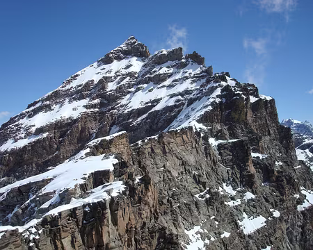 PXL055 denti del broglio