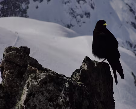 DSC00893 les ramasse-miettes