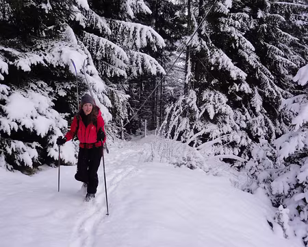 DSC01785 Dimanche, objectif Niederhorn. 400m de portage. On sort du bois