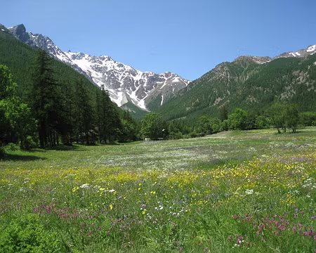 2013-06-25_44 Prairies en fleur au Casset, le glacier du Casset au loin