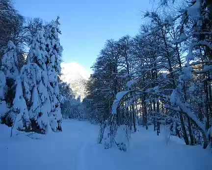 2015-02-10_01 Sur la route forestière du Hourc