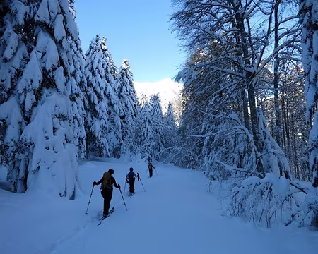 2015-02-10_03 Sur la route forestière du Hourc
