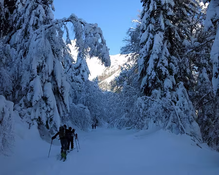 2015-02-10_04 Sur la route forestière du Hourc