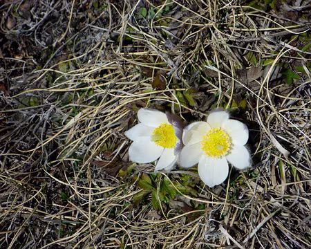 Le printemps n'est pas loin Le printemps n'est pas loin