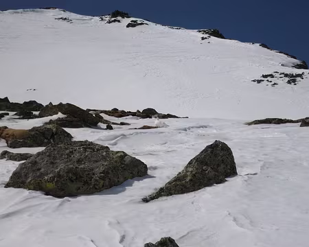 2017-03-13_18 Lagopède au Pas de Rabuons