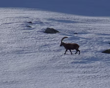 Ski Rando Aletschhorn 4jours (5)