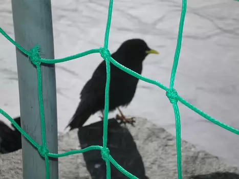 2011-04 Oberland Bernois