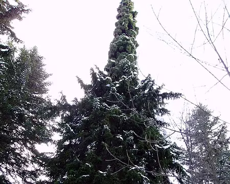 0013 L'épicéa muté, moitié sapin, moitié épicéa.