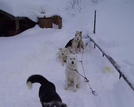 0006 Mardi soir : accueil des chiens de traîneau et des apprentis mushers.