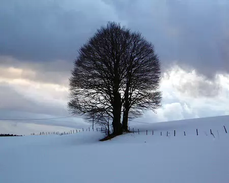 Chapelle 044 L'arbre de Chapelle qui regarde passer tous les skieurs, imperturbable.