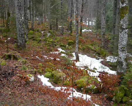 Chapelle08 071 2 km : un beau sous-bois cependant.