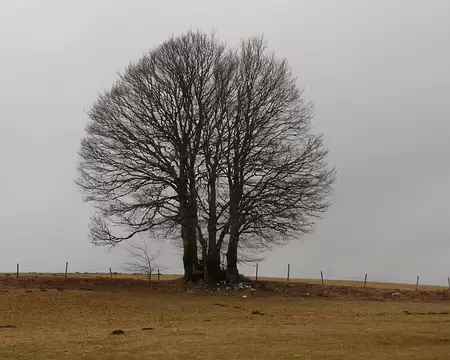 Chapelle08 126 L'arbre de Chapelle ne s'en porte pas moins bien !!