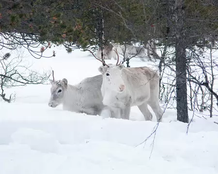 Kiilopaa, Finlande, Février 2009 Rennes près de Laanila