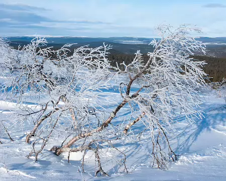 Kiilopaa, Finlande, Février 2009 Sur les pentes de Harripaat