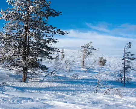 Kiilopaa, Finlande, Février 2009 Sur les pentes de Harripaat