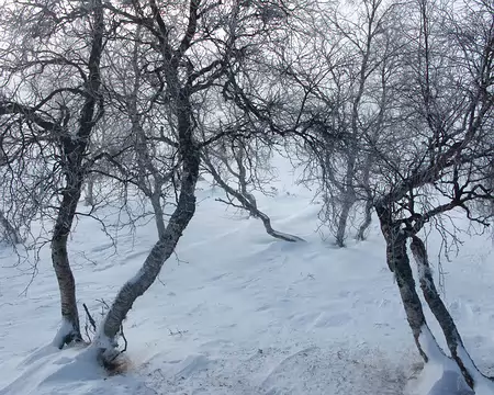 Kiilopaa, Finlande, Février 2009 Rautulampi