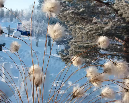 Kiilopaa, Finlande, Février 2009