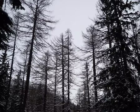 PXL025 Sont à la mine pendant que Blanche Neige, elle mange la pomme cette gourde !!!