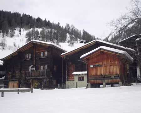 PXL072 Nous sommes cerfs nés :-))