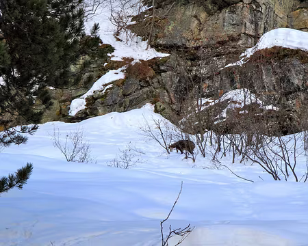 PXL091 Il cherche à manger. Notre présence ? il s'en fout apparemment !