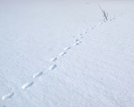 CK_29 Nous n'avons vu que des traces