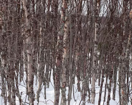 CK_33 C'est du bouleau