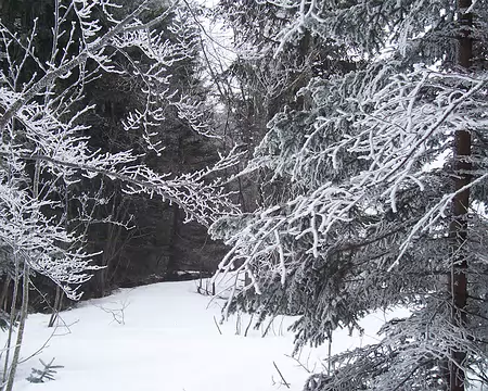 2. Et c'est bien le givre qui recouvre les arbres, car il n'a pas neigé depuis longtemps...