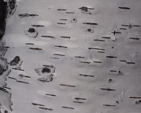 PXL004 Peau de bouleau