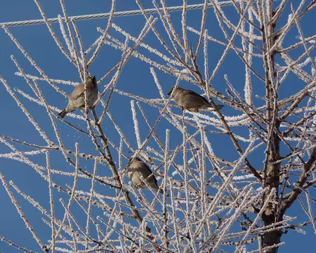 PXL016 Bientôt le printemps.