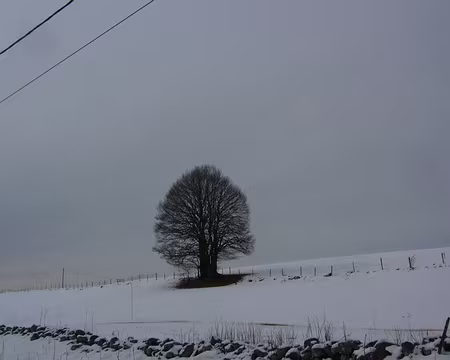 PXL018 L'arbre de Chapelle