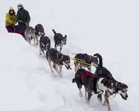 Stage ski de fond Janvier 2012 La randonnée en traineau cela a du chien !