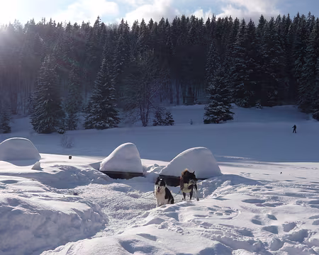 PXL013 Chiens affamés dans la Combe des Cives