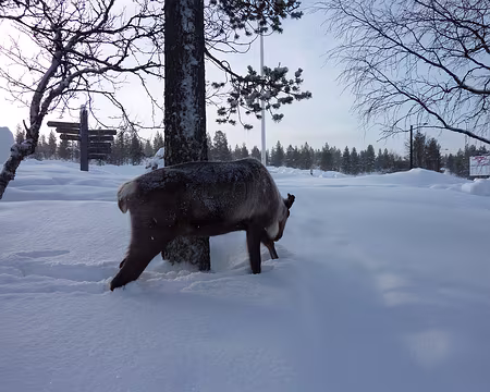 P1020529 Le renne n'est pas farouche