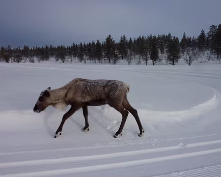 P1020530z2869 Le renne n'est pas farouche