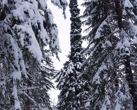 P1253823 L'épicéa muté