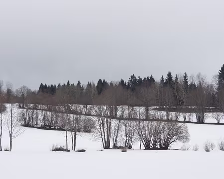 P2150017 des arbres.