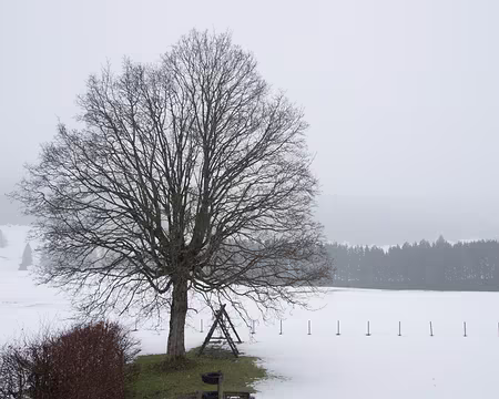 P2150037 Avant la neige