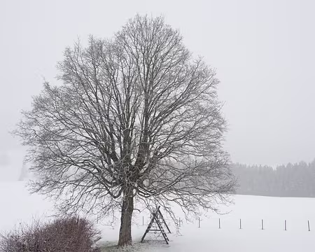 P2150039 Pendant la neige