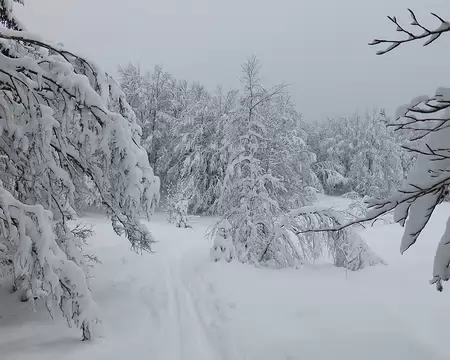 PXL011 Simple trace de motoneige entre sapins et feuillus.