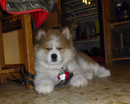 PXL043 Grosse peluche dans le gîte !