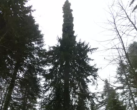 P1200527 Ce fameux épicé mutant !