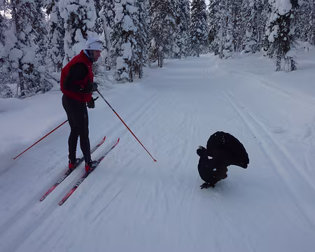 P1050302 Grand Tétras sur la piste