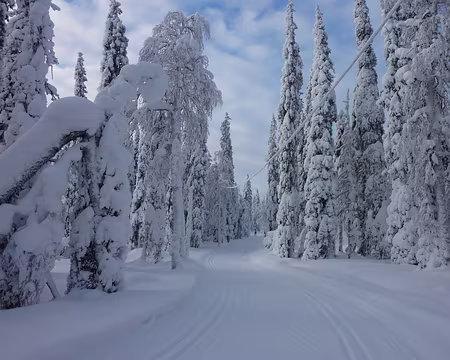P1050339 En direction de Tunturijarvi