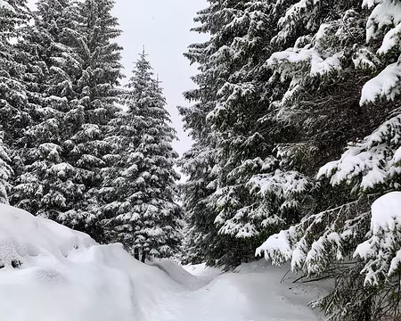 IMG_0797 Dimanche, sous la neige...